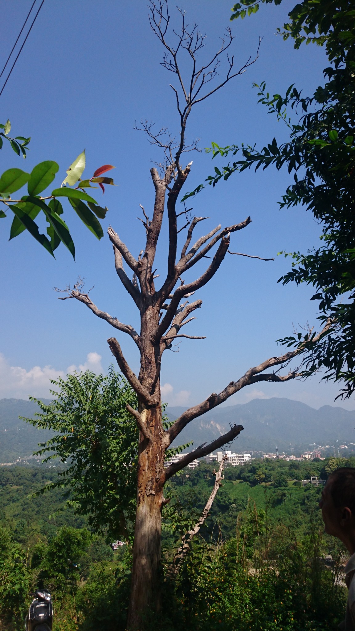 dehradun-nature-woodpecker-tree